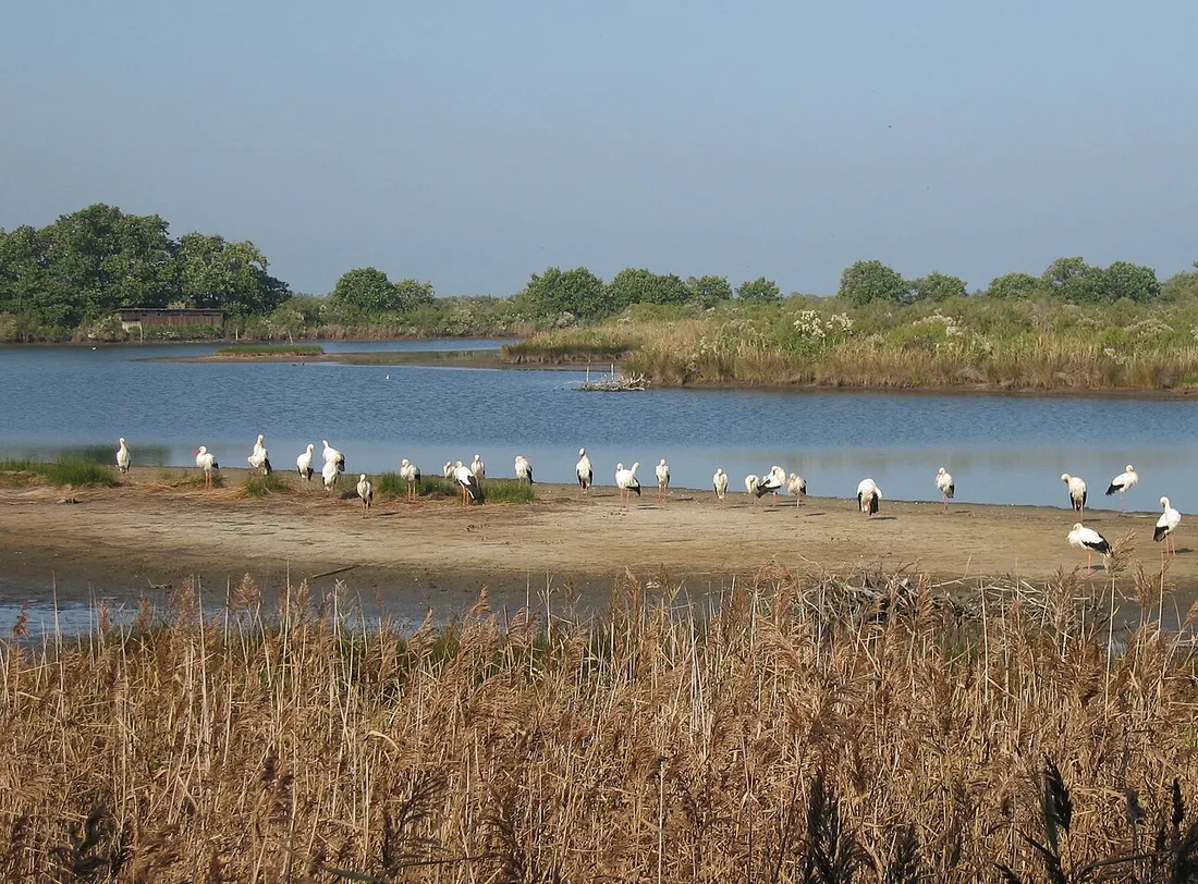 Cigognes blanches dans les lagunes du Parc ornithologique du Teich